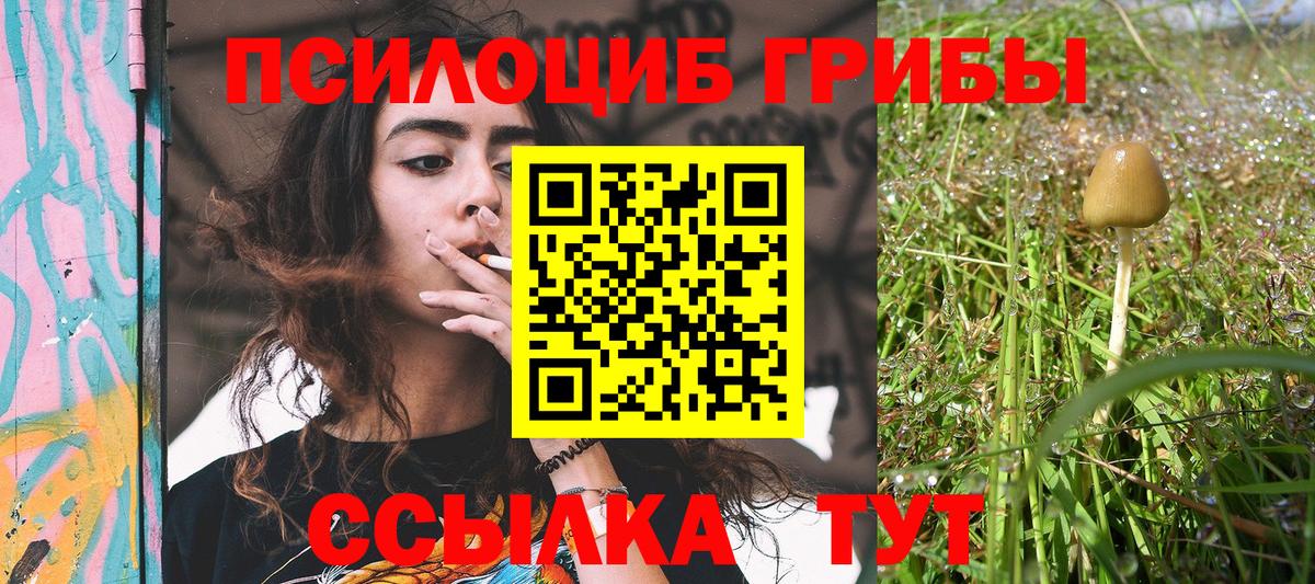 Красноярск  Псилоцибиновые грибы Psilocybine cubensis  Вход с VPN 